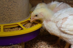 Broiler Chicken Eating