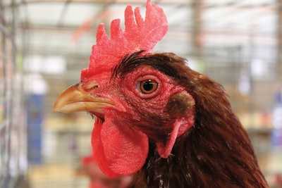 Brown Egg Laying Hen