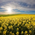 Canola Field