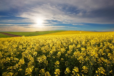 Canola Field