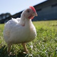 Antibiotic usage in the U.S. poultry industry decreased significantly over the past 10 years due to the growing popularity of NAE growing systems, according to a recently updated report published by the U.S. Poultry & Egg Association (USPOULTRY).