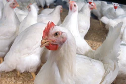 From antibiotic regulations to sustainability concerns, from the rise of plant-based alternatives to trade barriers, the industry must adapt and innovate to remain competitive and meet future sustainability expectations.