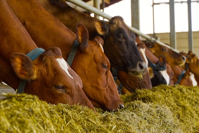 Cows Eating Hay