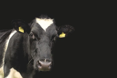 Dairy Cow Black Background Pixabay