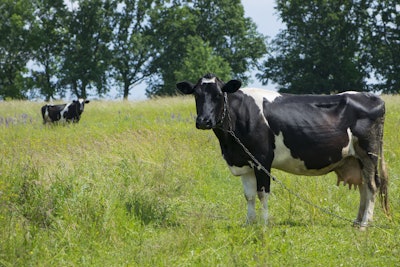 Dairy Cow Field Grass
