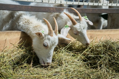 Goats Eating