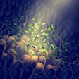 Intestinal Bacteria Gut Flora Health