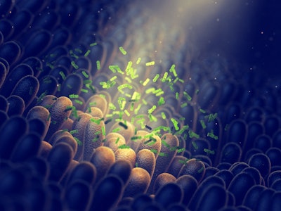 Intestinal Bacteria Gut Flora Health