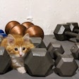 Kitten And Dumbells 29964271527 O