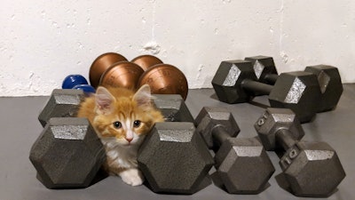 Kitten And Dumbells 29964271527 O