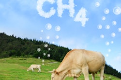 Methane Cow