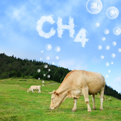 Methane Cows Grazing