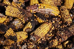 Moldy Corn Bkgrnd