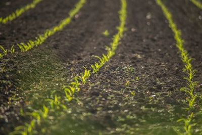 New Crop Planted Field Pixabay