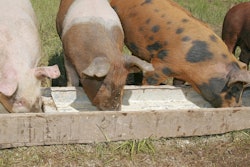 Pigs Eating At Trough