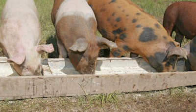 Pigs Eating At Trough