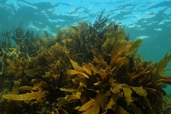 Algae Nq