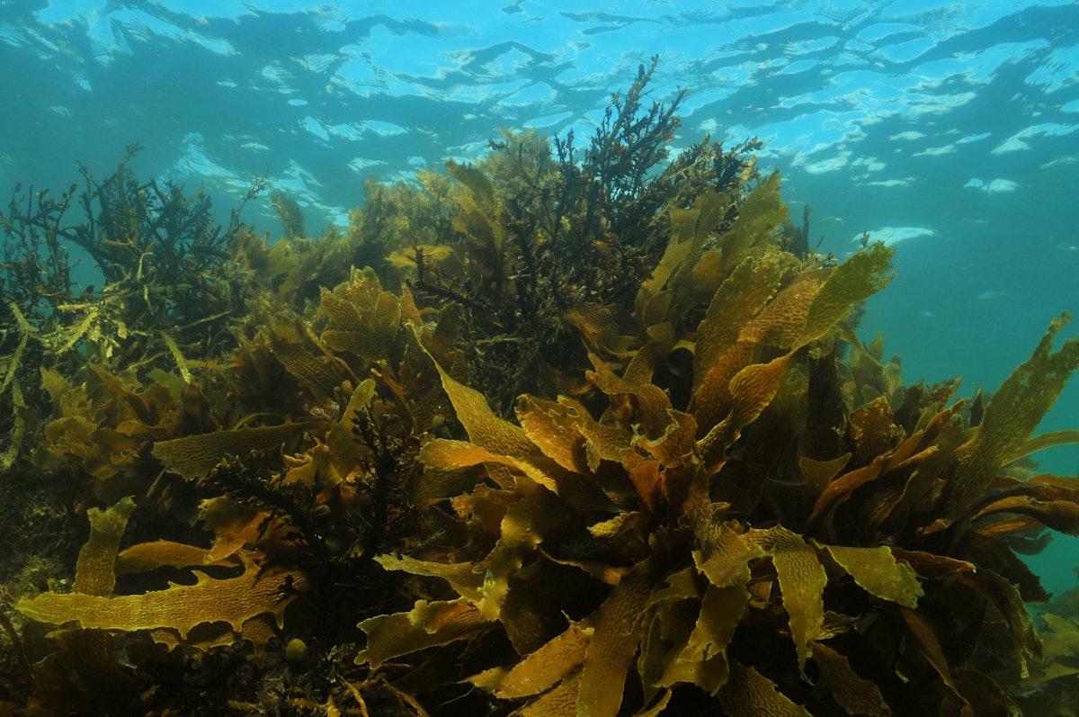 Unleashing the potential of algae in agriculture, animal nutrition
