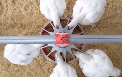 Cp Chickens