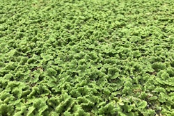 Carolina Azolla