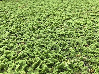 Carolina Azolla