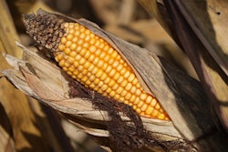 Corn On Cob Fall Pixabay