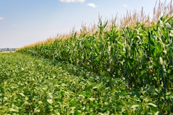 Corn Soybean Field