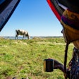 Cow Field Coffee Cup