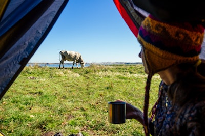 Cow Field Coffee Cup