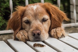 Anne Carlson will speak at Petfood Forum on Tuesday, April 30, in Kansas City. Her session, Latest research: Insect protein for companion animals, will focus on the benefits beyond sustainability that insects can offer our pets.