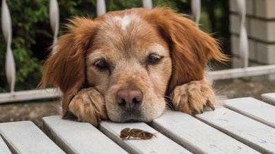 Anne Carlson will speak at Petfood Forum on Tuesday, April 30, in Kansas City. Her session, Latest research: Insect protein for companion animals, will focus on the benefits beyond sustainability that insects can offer our pets.