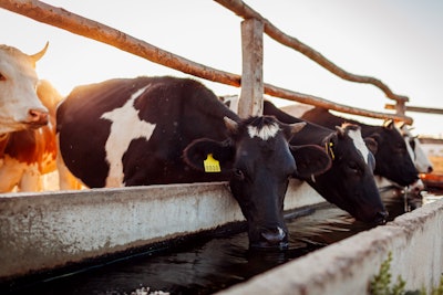 Dairy Cattle Cows Water