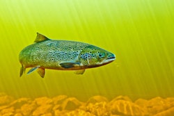 Salmon