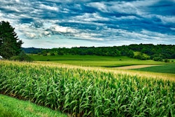 Wisconsin Corn Feild