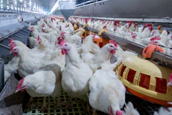 Broiler Breeders With Feeders