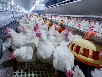 Broiler Breeders With Feeders