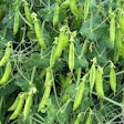 A new partnership aims to develop novel field pea varieties tailored for human and pet consumption.