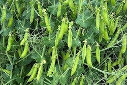 A new partnership aims to develop novel field pea varieties tailored for human and pet consumption.