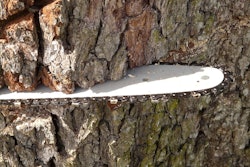 Chain Saw In Tree