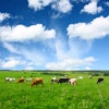 Cows Grazing In Field