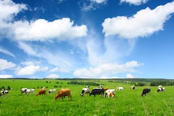 Cows Grazing In Field
