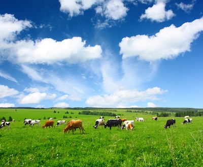 Cows Grazing In Field