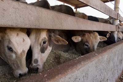 Dairy Cattle Eating