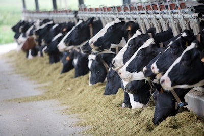 Holstein Dairy Cows Cattle
