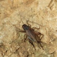 House Cricket