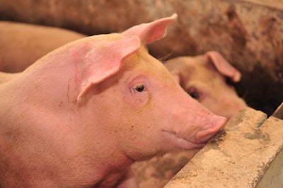 Pig On Pig Farm