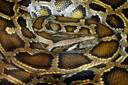 Reticulated Python Snake