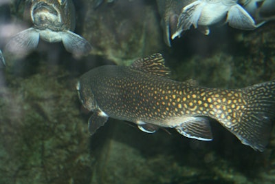 Trout Pool Aquaculture Pixabay