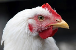 White Chicken Closeup 2