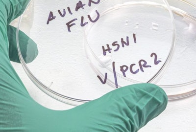 Avian Flu Petri Dish